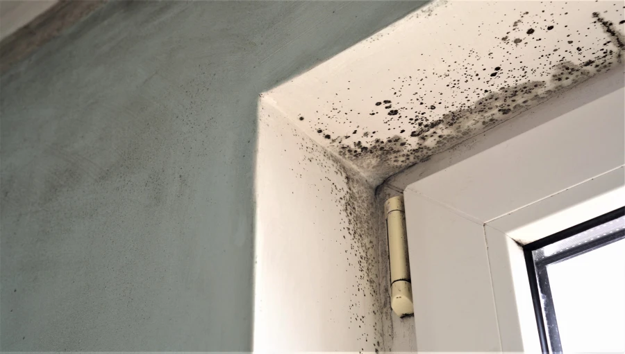 Excellent Mold Inspection Columbus, NJ Excellent Mold Inspection Columbus, NJ