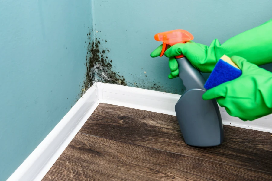 Experienced Mold Removal Columbus, NJ Experienced Mold Removal Columbus, NJ