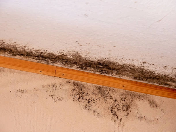 Key Steps In Professional Mold Inspection For Homeowners in Columbus, NJ Key Steps In Professional Mold Inspection For Homeowners in Columbus, NJ