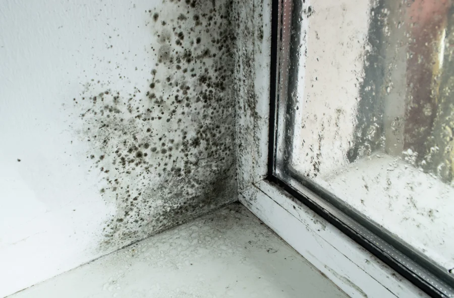Professional Mold Testing Columbus, NJ Professional Mold Testing Columbus, NJ