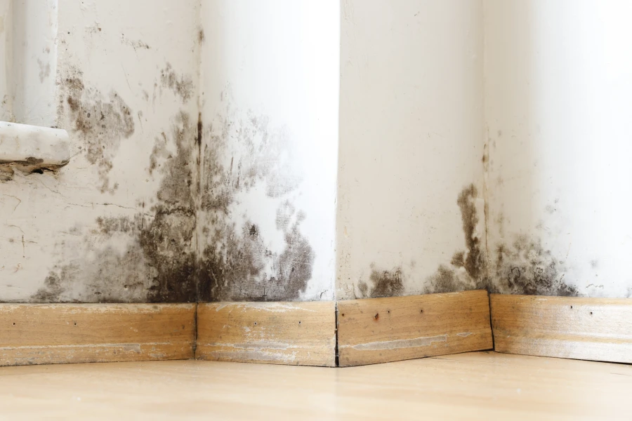What To Expect During A Comprehensive Mold Testing Service in Columbus, NJ What To Expect During A Comprehensive Mold Testing Service in Columbus, NJ