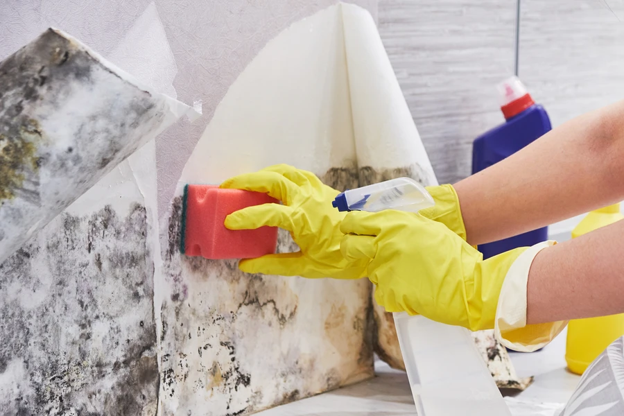 Why You Should Address Mold Growth Immediately With Removal Columbus, NJ Why You Should Address Mold Growth Immediately With Removal Columbus, NJ