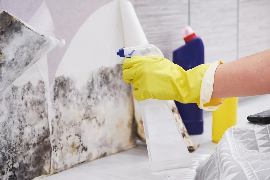 Why You Should Address Mold Growth Immediately With Removal in Columbus, NJ Why You Should Address Mold Growth Immediately With Removal in Columbus, NJ